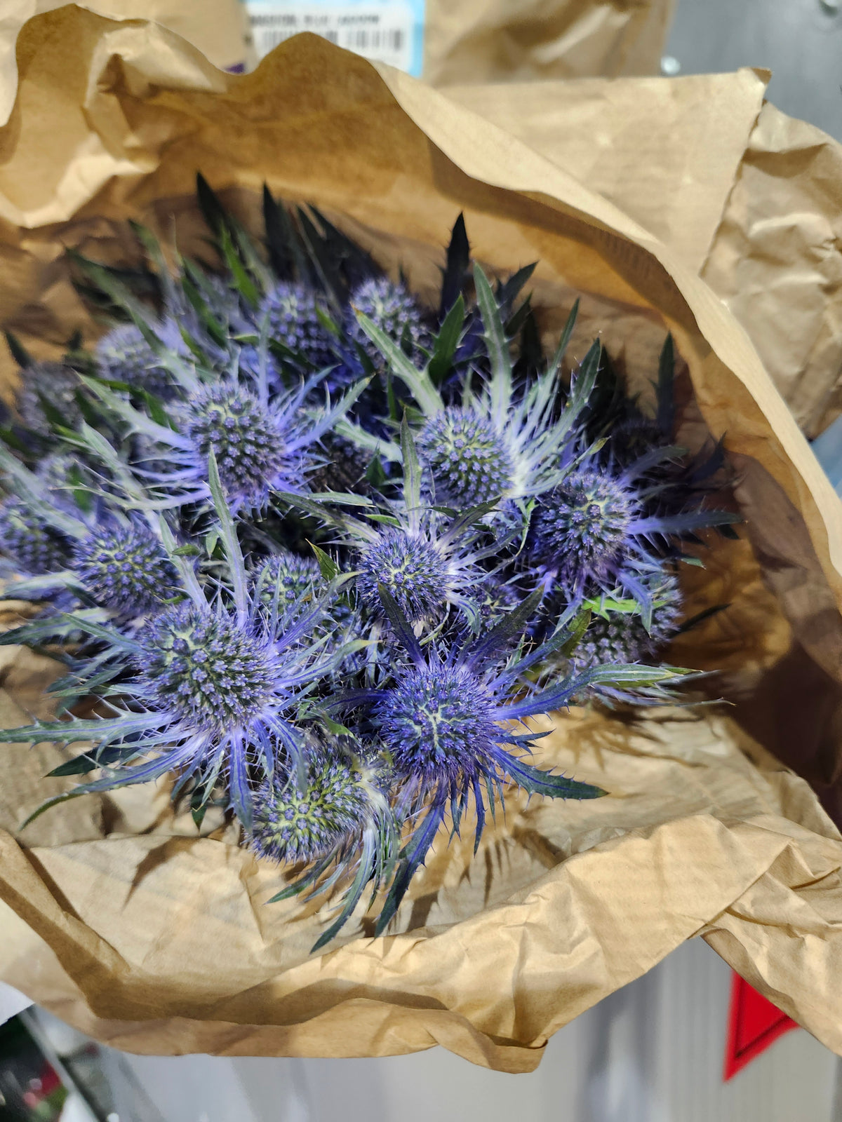 Eryngium Blue (10 Stem Bunch)