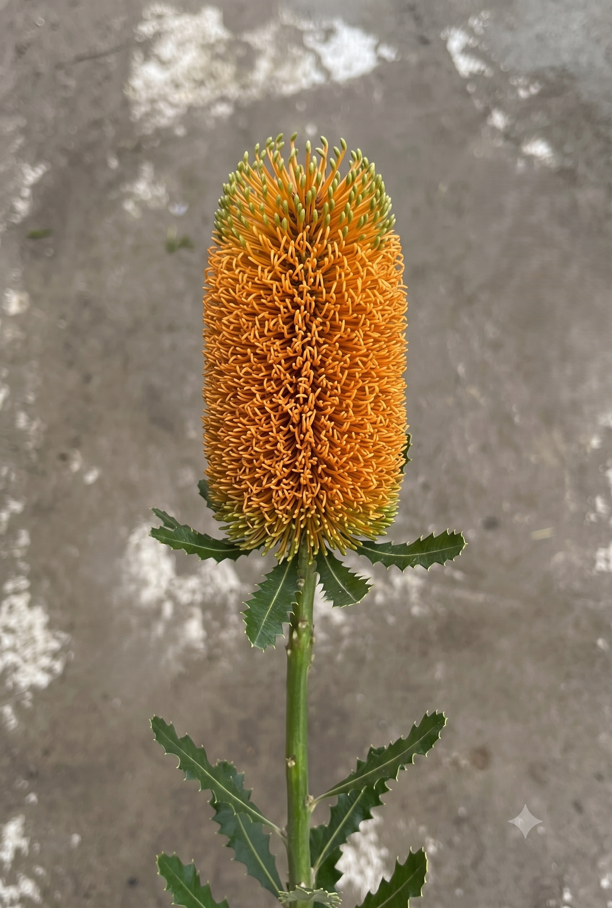 Banksia Orange