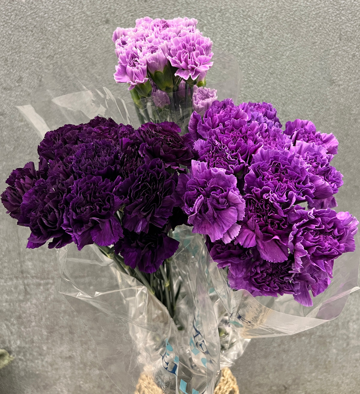 Carnation Florigene Asst