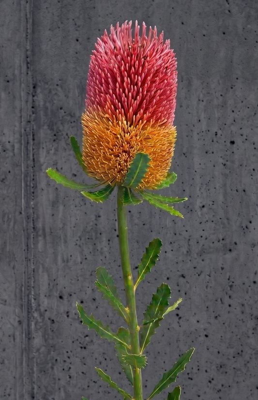 Banksia Menziesii