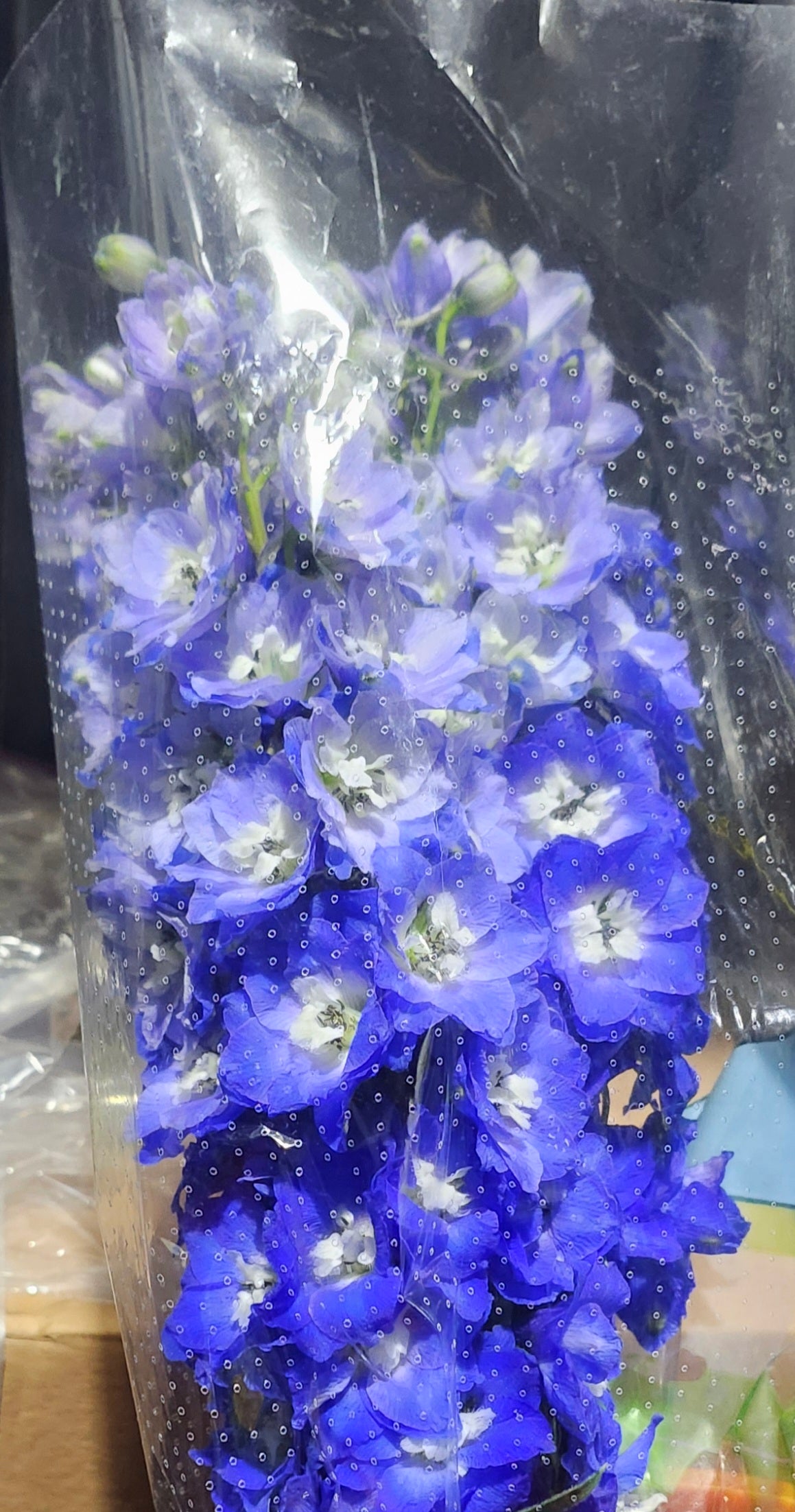 Delphinium Hybrid Asst