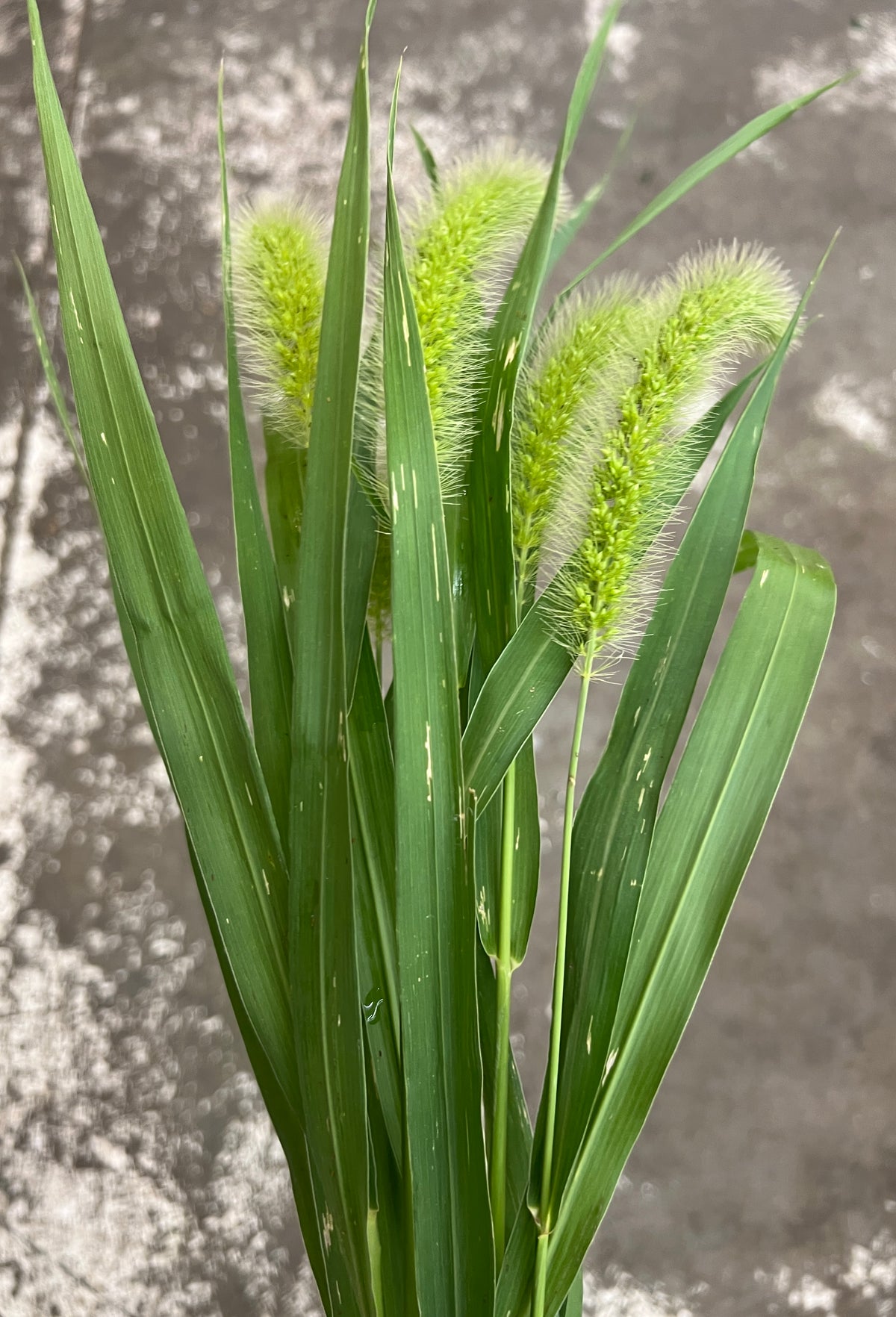 Millet Green