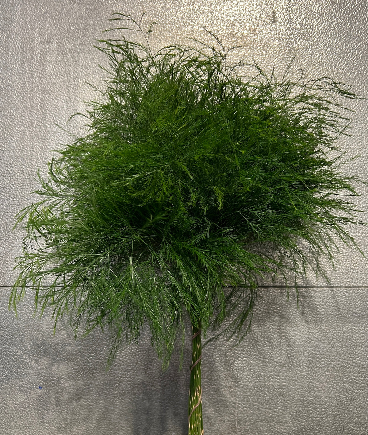 Tree Fern