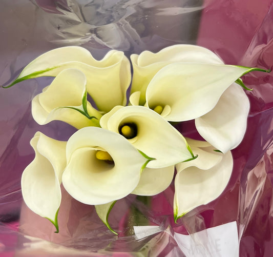 Calla Mini White