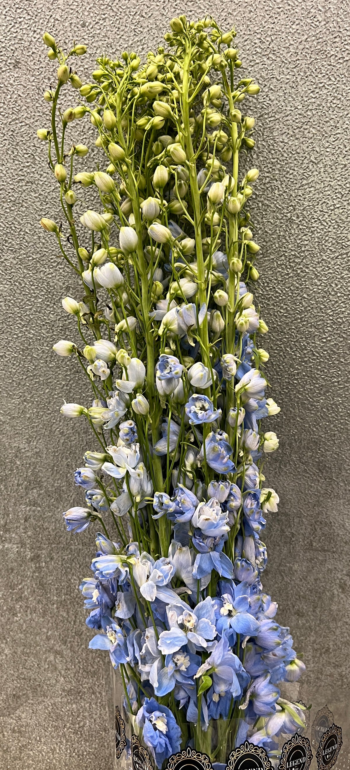 Delphinium Hybrid Blue