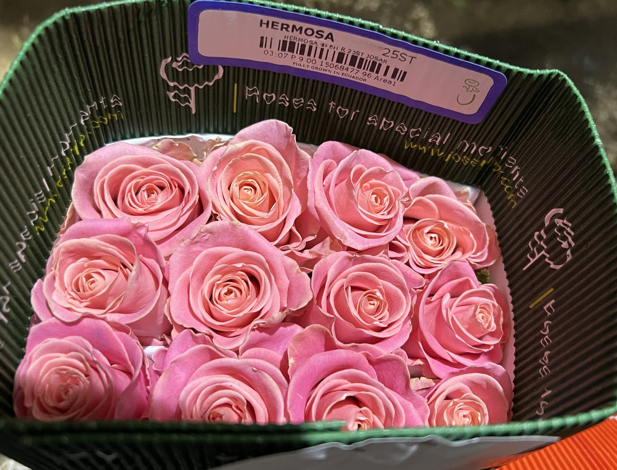 Rose Hermosa 50 Cm