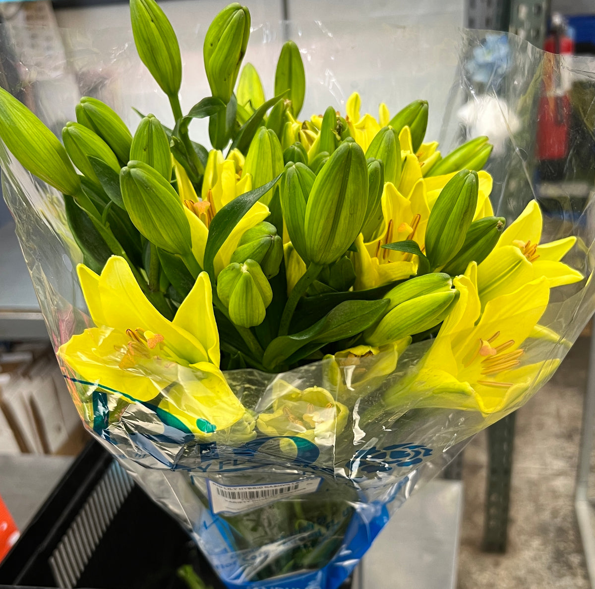 Lily LA Hybrid Yellow