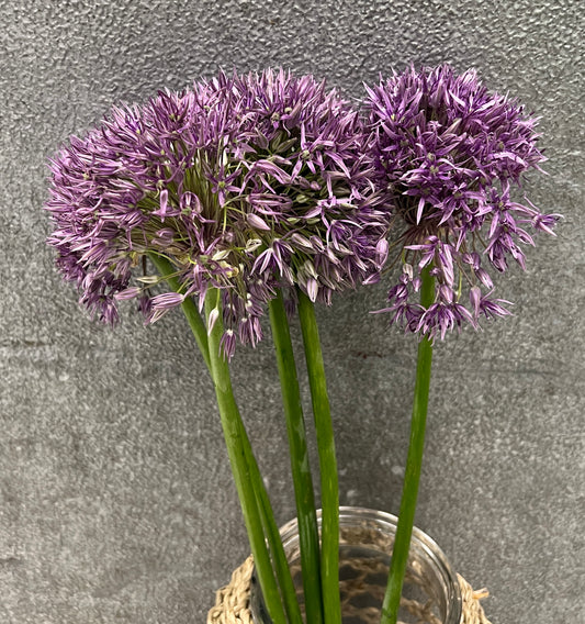 Allium Giganteum