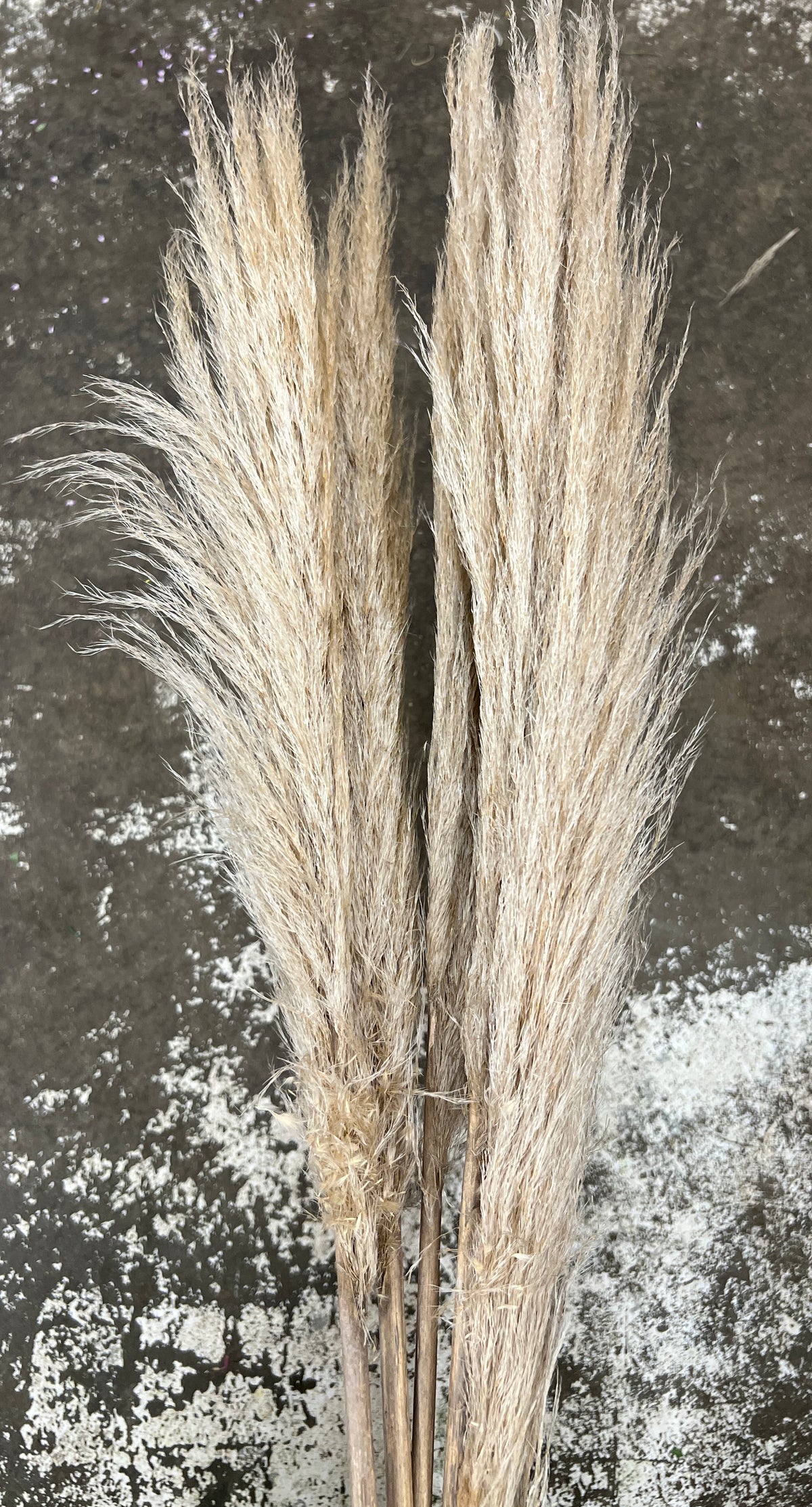 Preserved Pampas