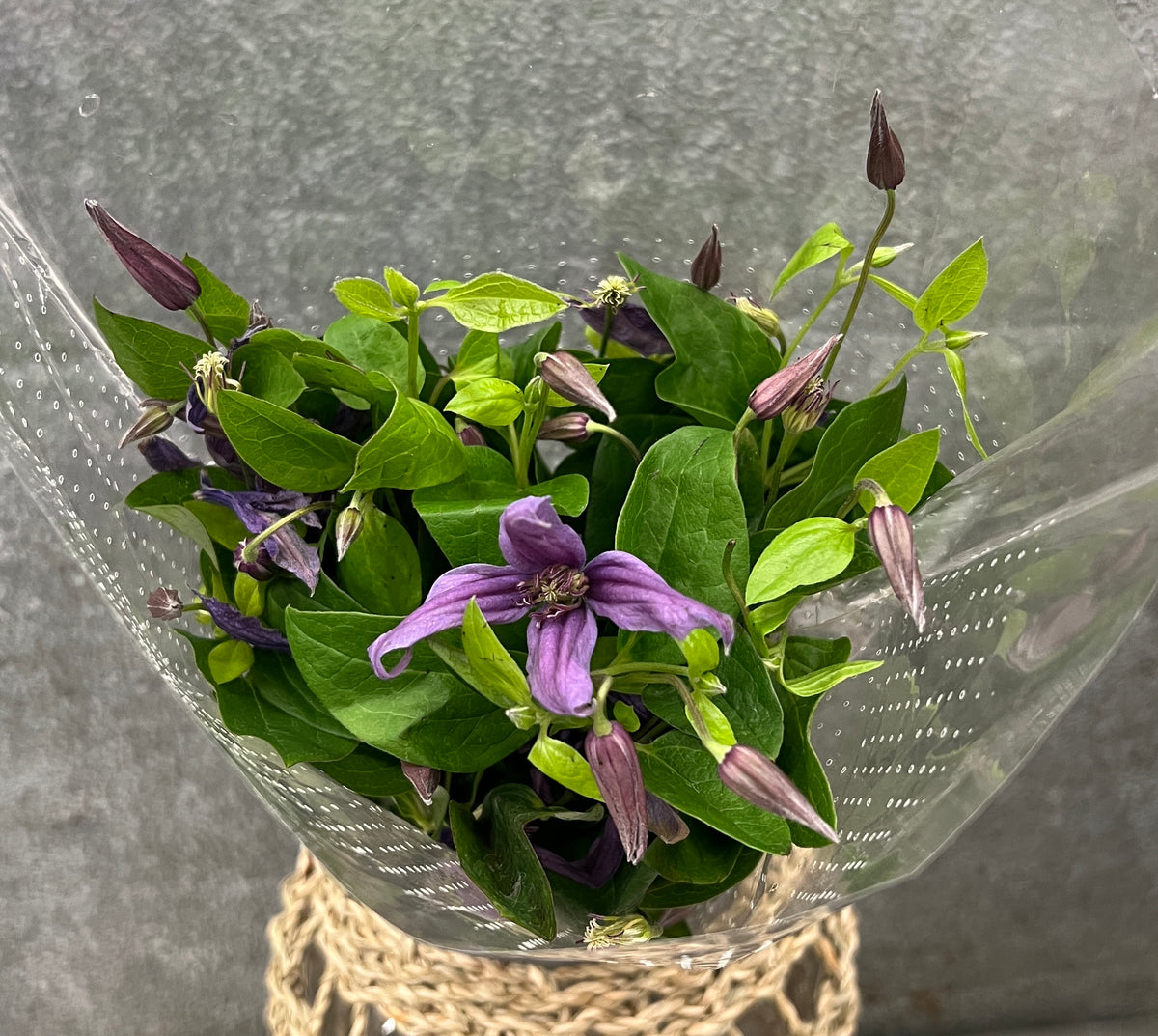 Clematis "Star River"