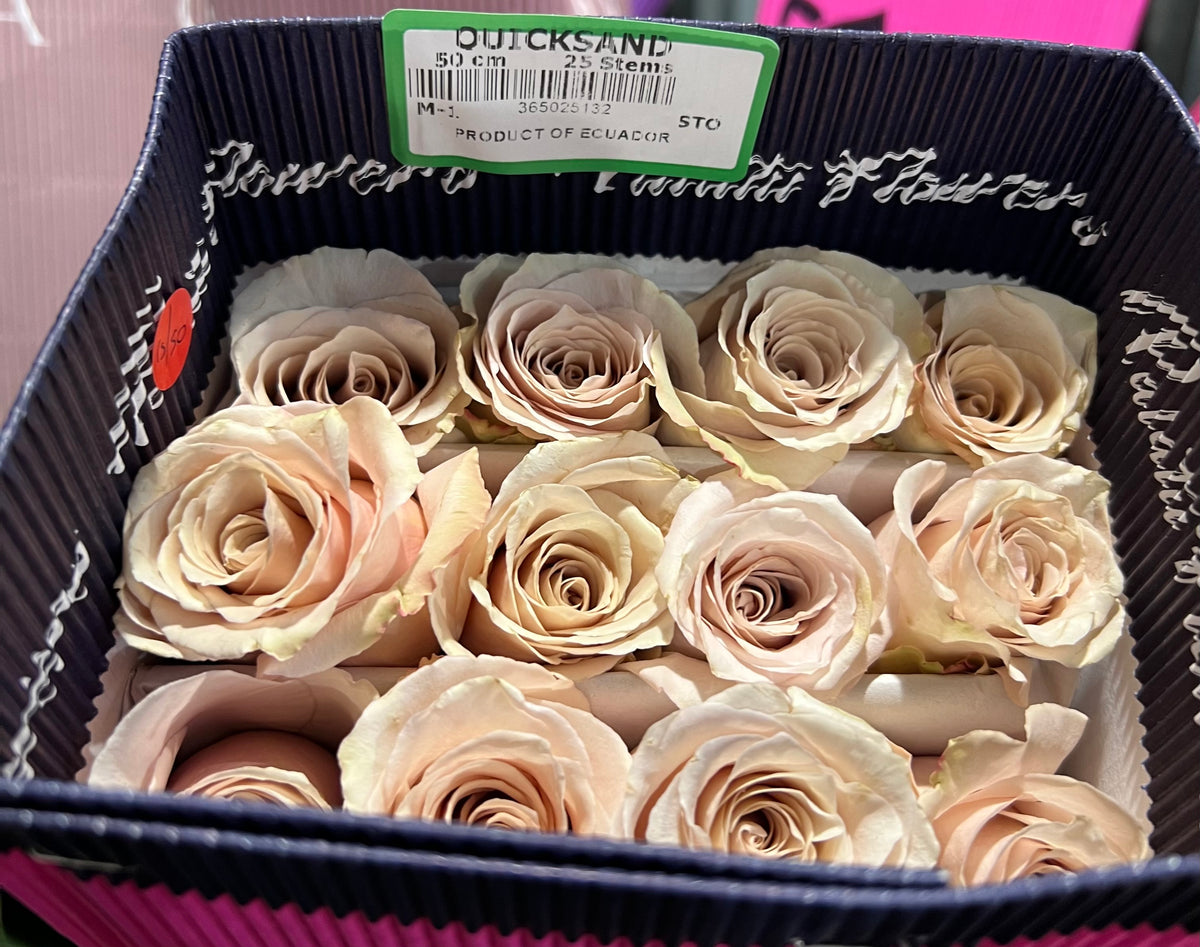 Rose Quicksand 70 Cm