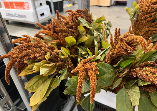 Amaranthus Upright Brown
