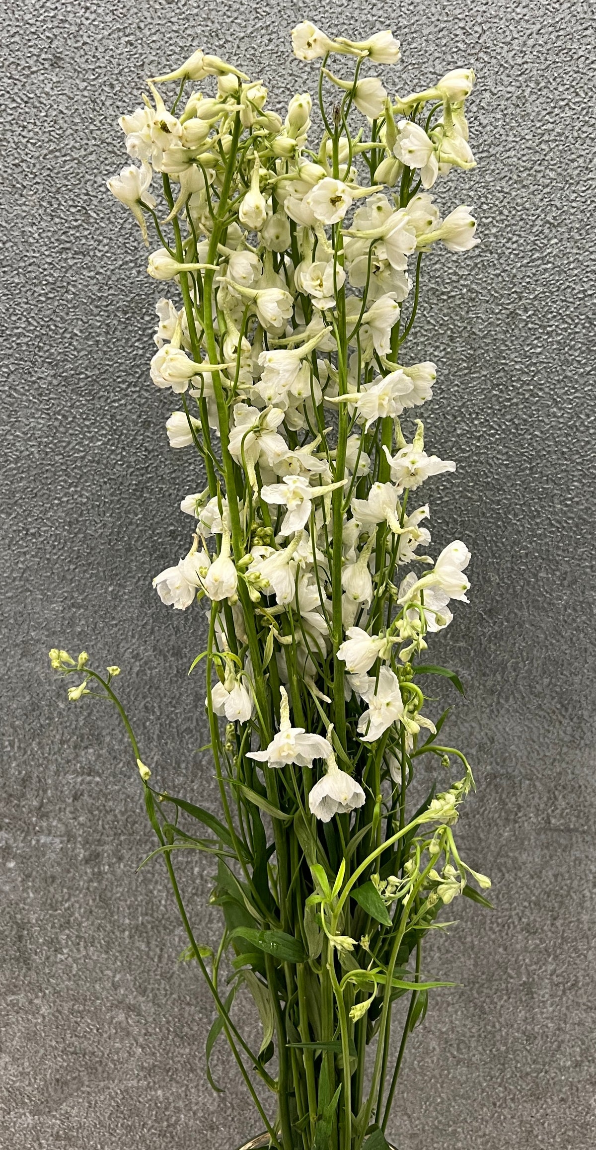 Delphinium Belladonna White