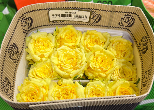 Rose Stardust 50 Cm