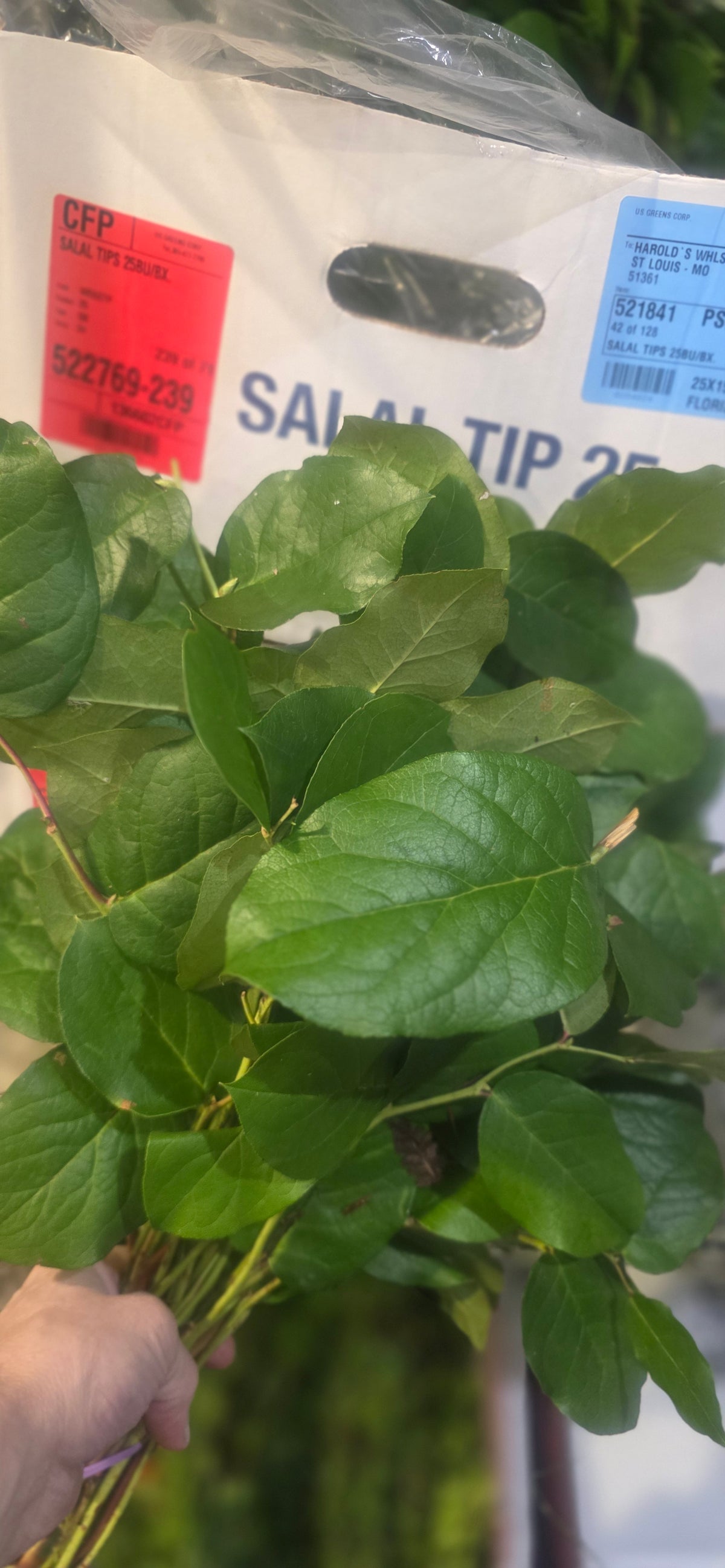 Salal Tips