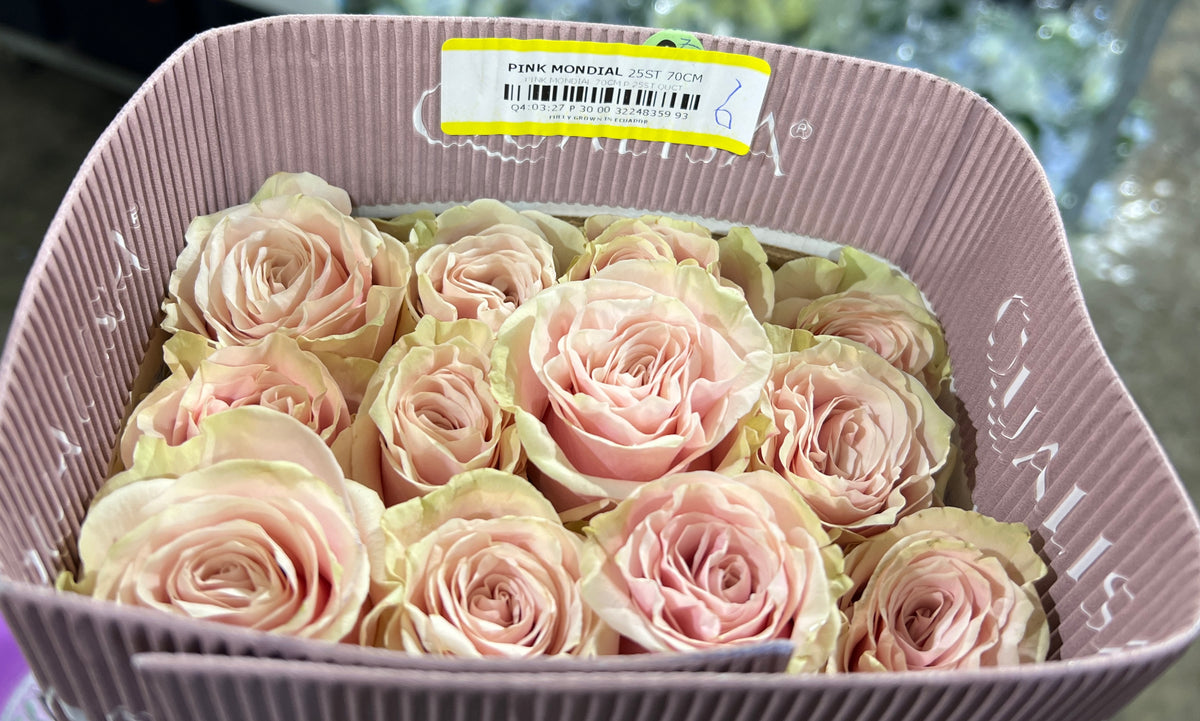 Rose Pink Mondial 50 Cm