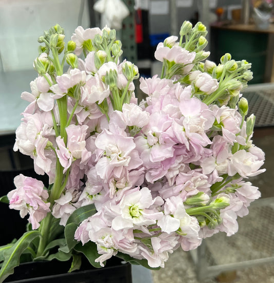 Stock Lavender