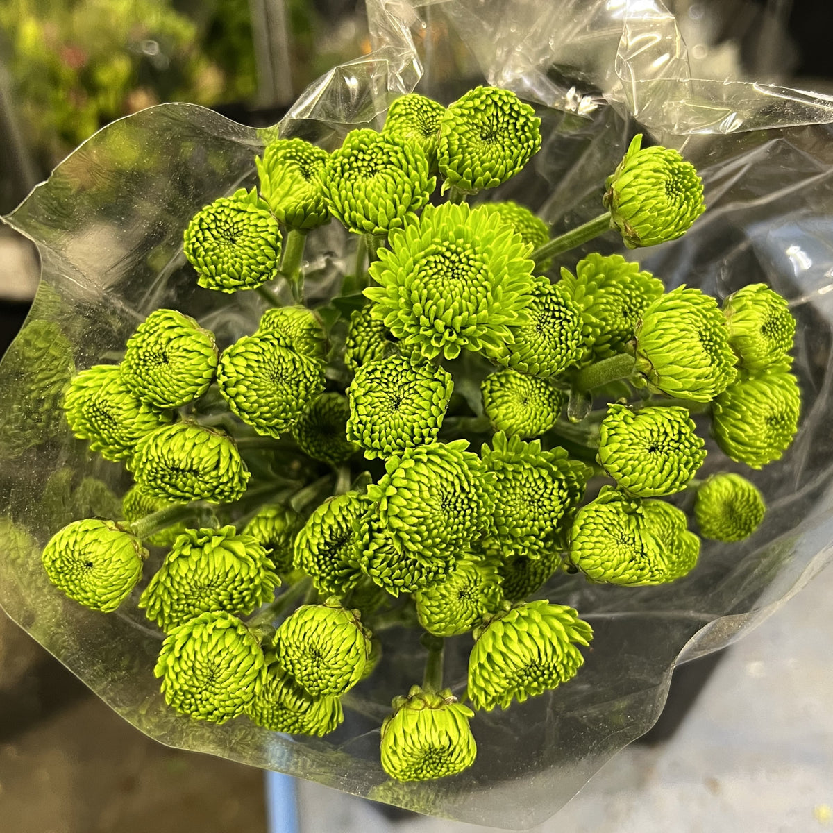 Pomps Button Lime Green
