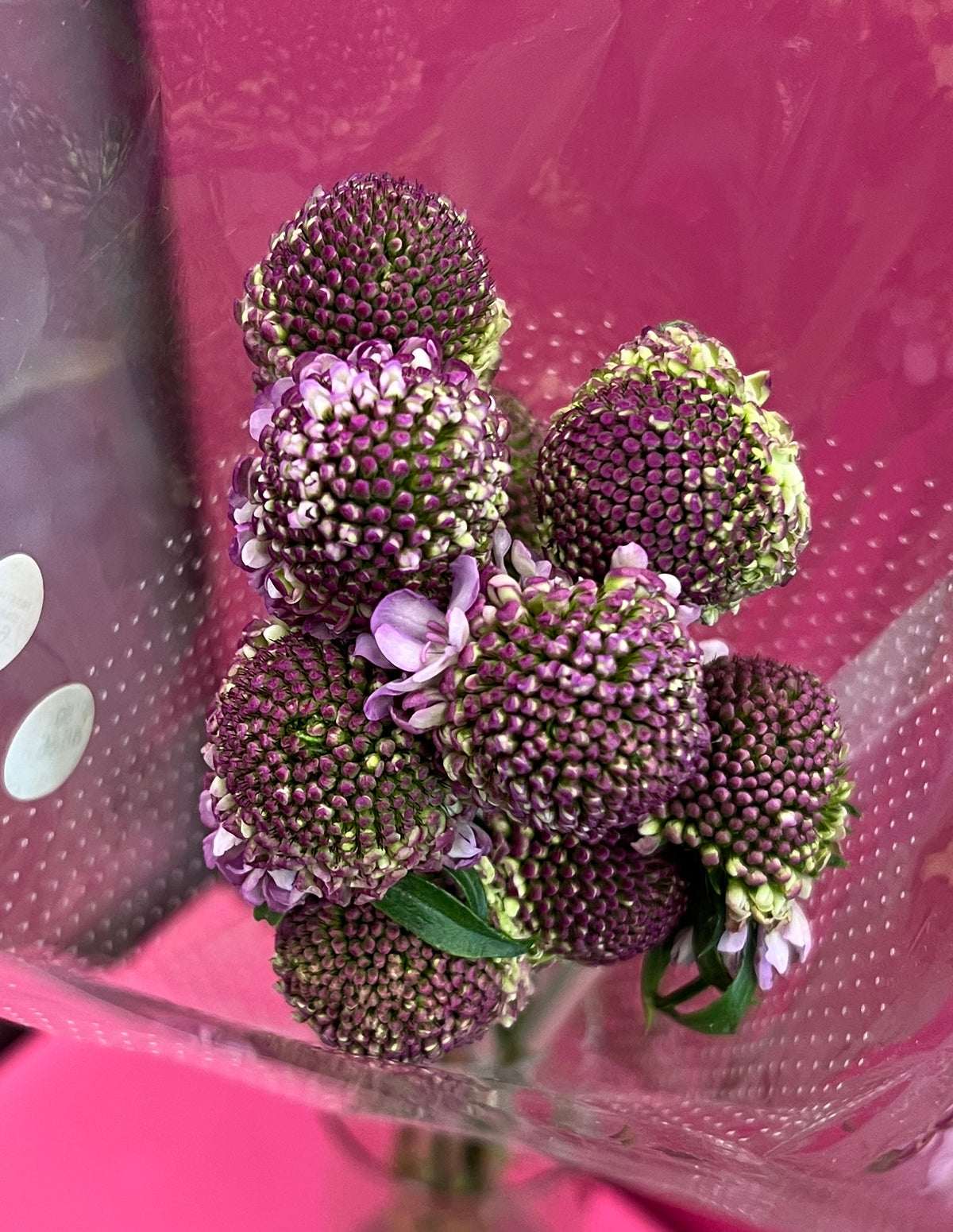 Scabiosa Blue