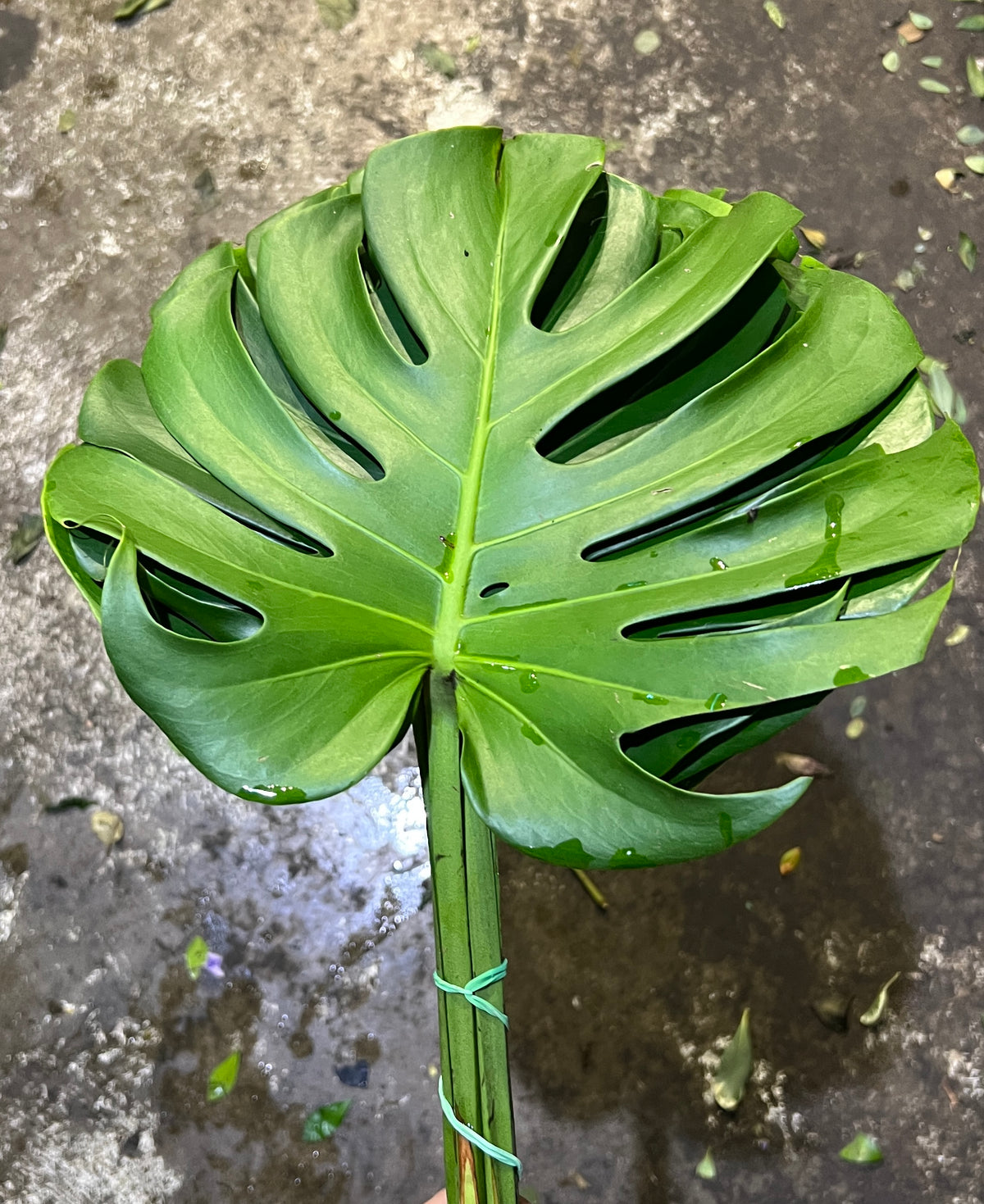Monsteriosa Medium