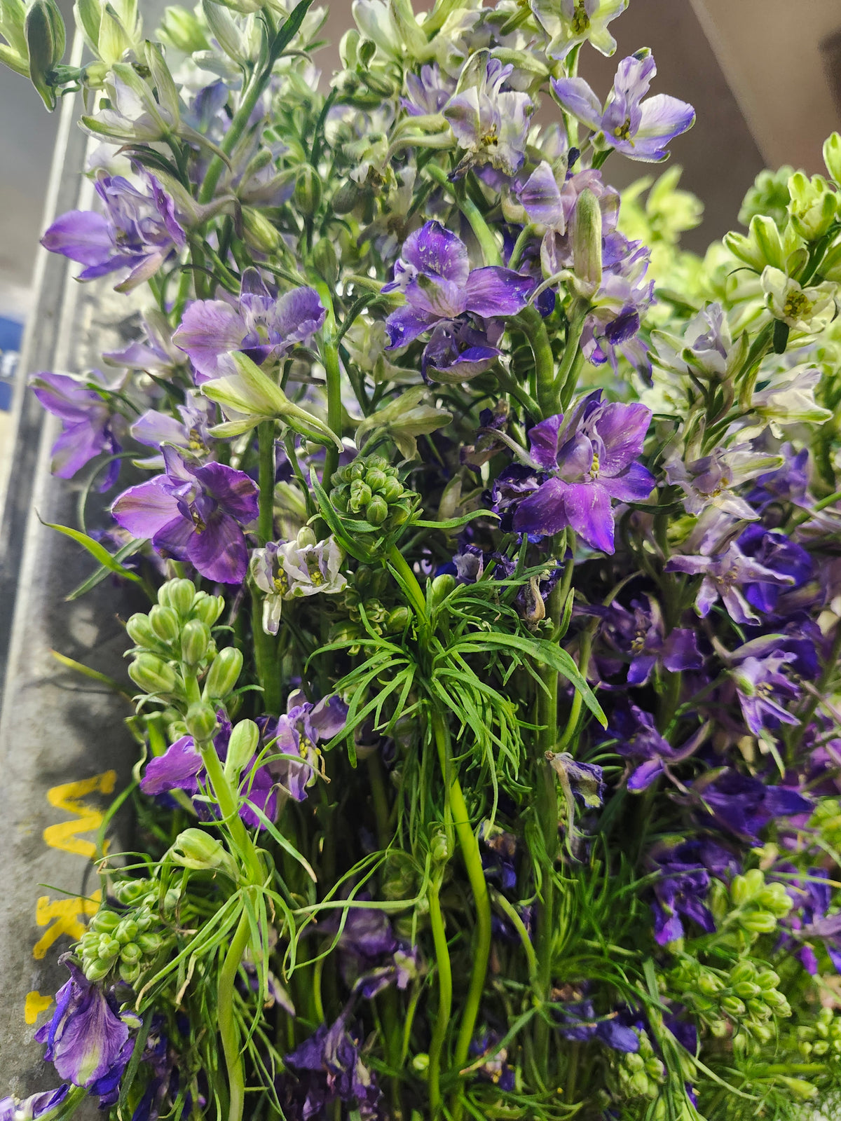 Larkspur Purple