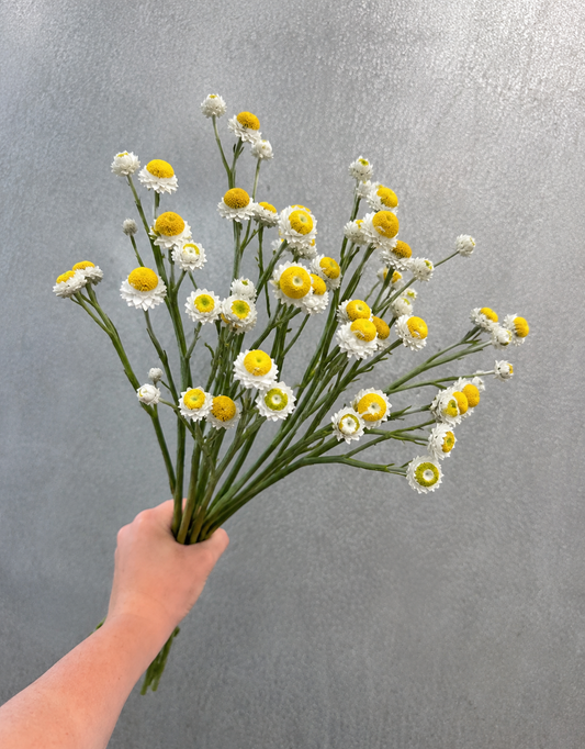 Ammobium