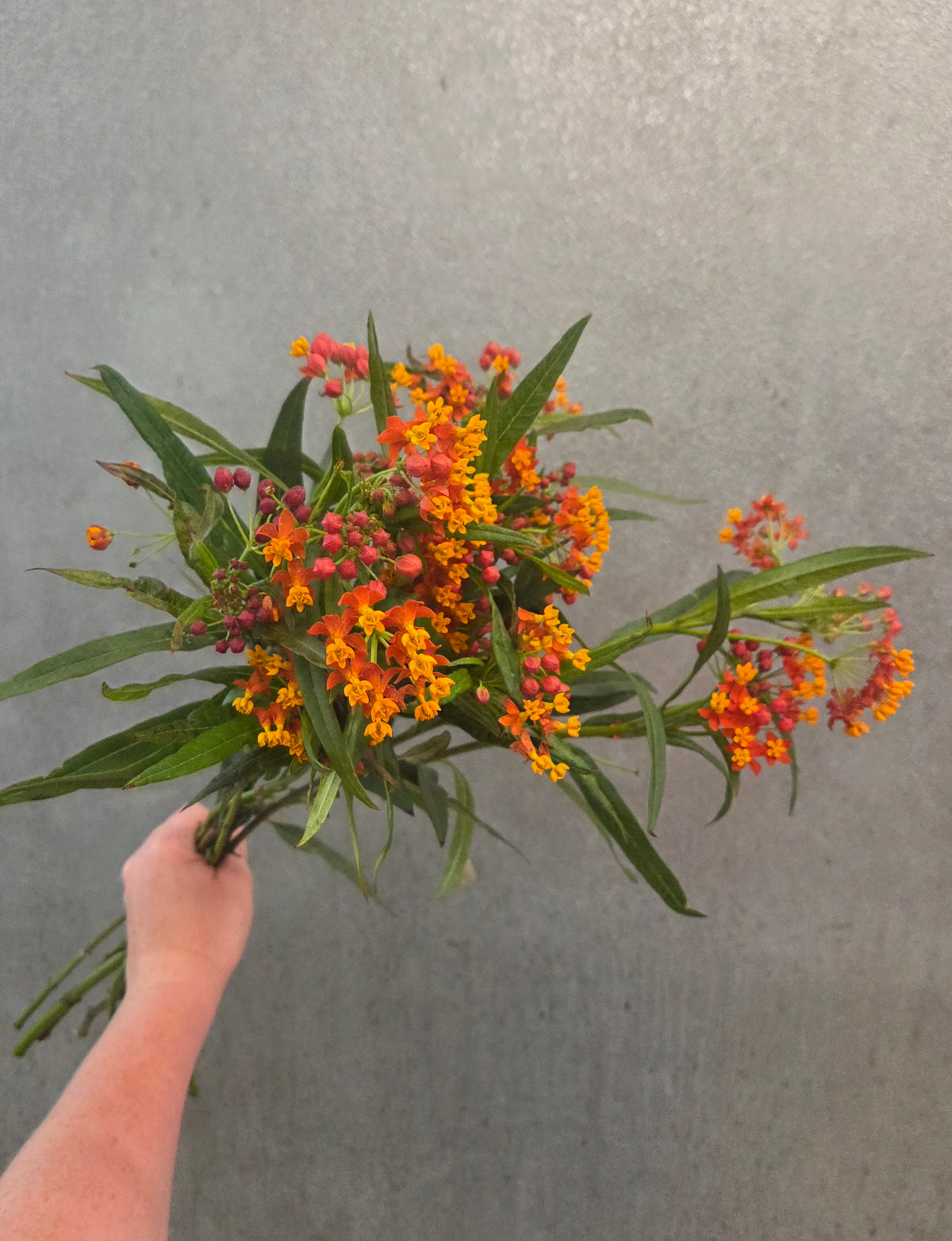 Asclepia (Butterfly Bush)