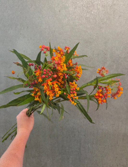 Asclepia (Butterfly Bush)