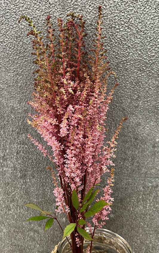Astilbe Pink