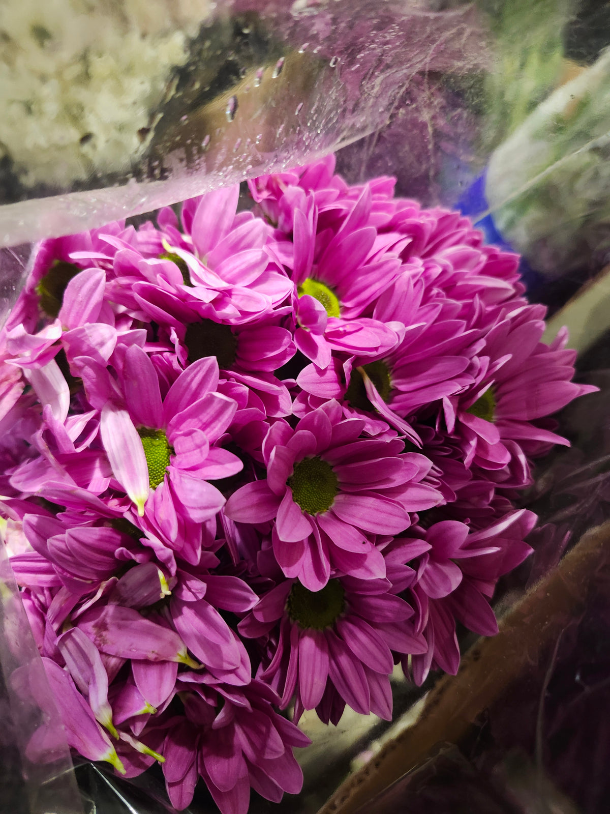 Pomp Daisy Purple