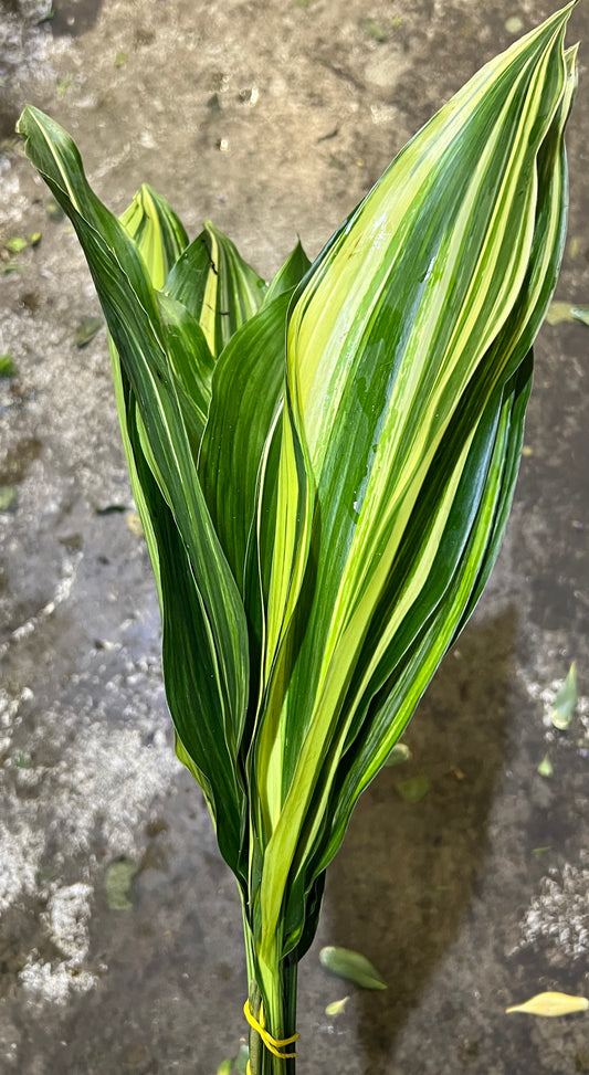 Aspidistra Variegated