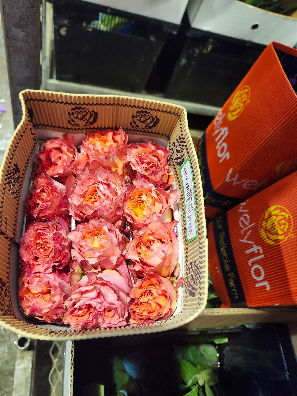 Rose Free Spirit 50 Cm