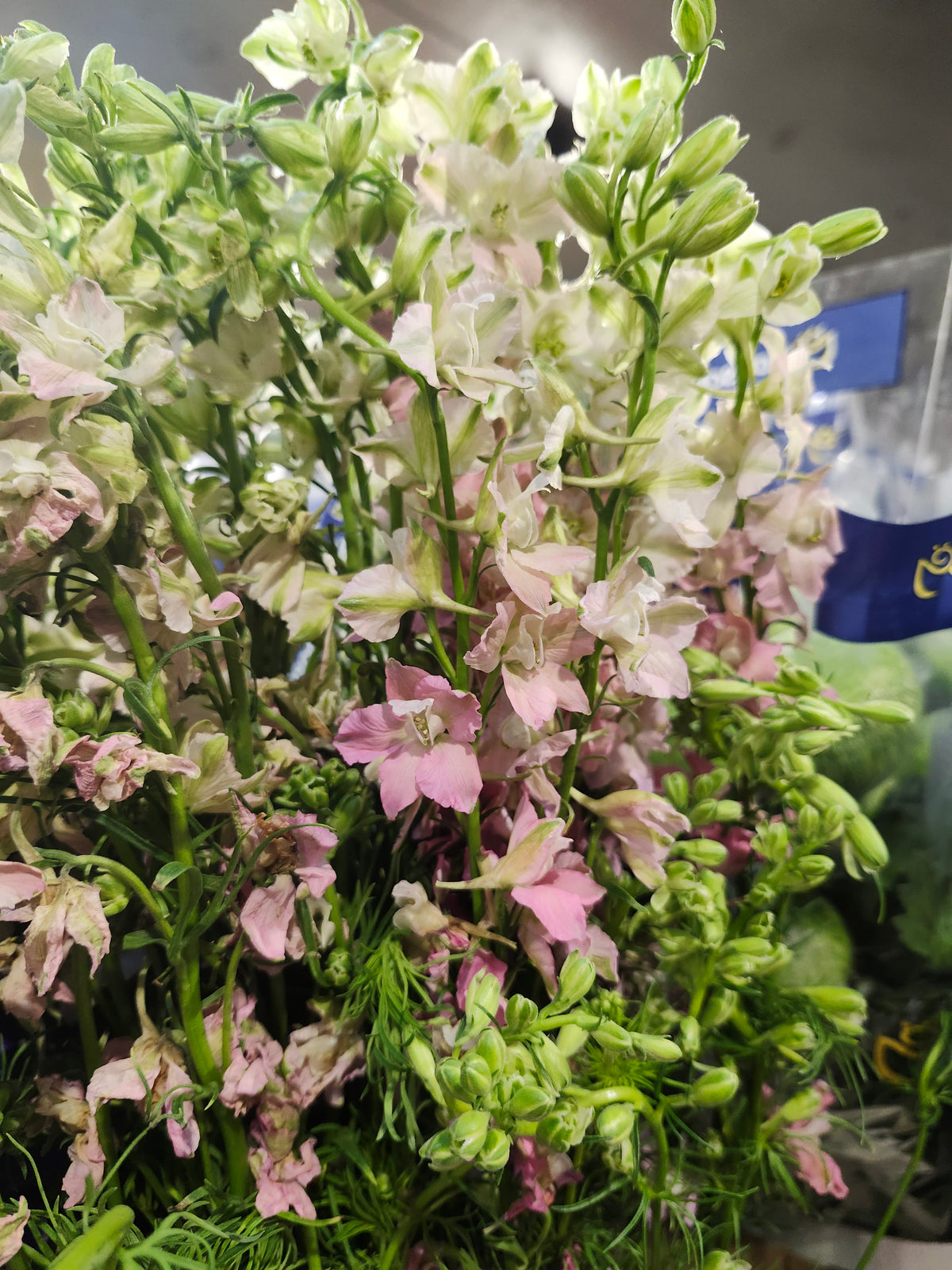 Larkspur Pink